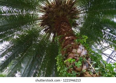 trunk of a palm tree