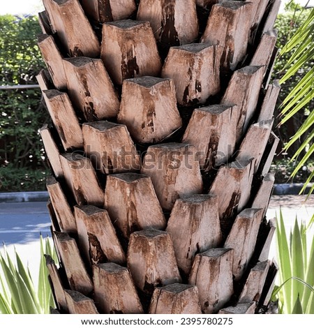trunk of a palm tree.