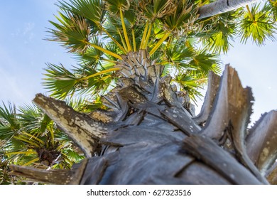 Trunk of palm tree with leaf