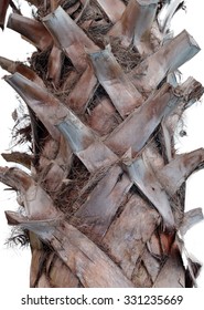 The Trunk Of A Palm Tree Showing The Remaining Portion Of Old Fronds That Have Broken Off After Dying And The Fibrous Underlying Bark Texture