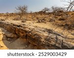 Trunk in the Petrified Forest near Twyfelfontain, Damaraland, Namibia, Africa