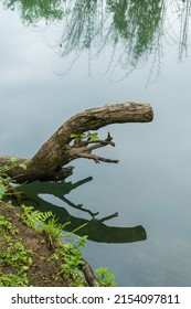 trunk and its reflection in smooth water