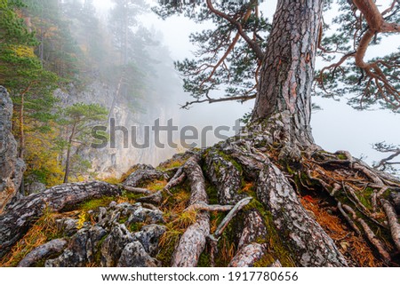 The trunk with the root system of an old pine tree growing in misty mountain forest.