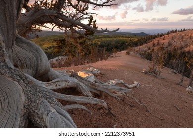 The Trunk And Roots Of A Gnarled Bristlecone Pine Tree Frame The Hills Covered With Yellow And Green Aspen Trees Then Blue Mountains While The Last Of The Late Evening Light Glows On The Scene. 