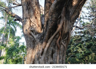 Trunk Of Sacred Fig. (Ficus Religiosa)