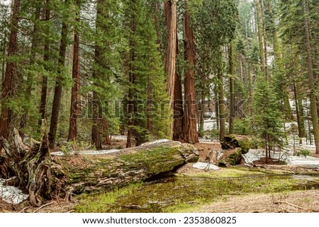 Trunk of Sequoia Tree Surrounded by Green Ferns. Sequoia national Park with old huge Sequoia trees like redwoods in beautiful landscape. Old redwood in Sequoia National Park