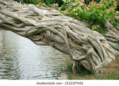 The trunk is slanted. Bodhi tree, heart-shaped leaves, stems falling on the surface of the water, outdoors.