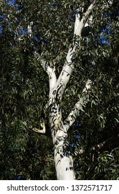 Trunk Of Snow Gum Tree