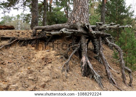 The trunk of a spruce tree with large open roots