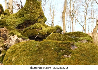 Trunk And Stone Covered With A Green Moss. High Quality Photo