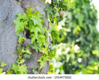 Trunk Of A Street Tree Covered With Ivy
