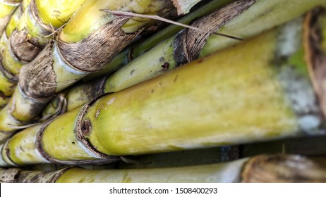 Trunk Of Sugarcane Stacked Together Before Go To Sugar Production Procedure.