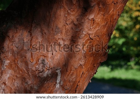 Trunk surface of Japansese Red Pine or Stots Pine (Pinus Densiflora or Pinus Sylvestris) with drop of fresh resin flowing on the left side. Sunlit by autumn afternoon sunshine.