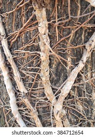 trunk of the tree