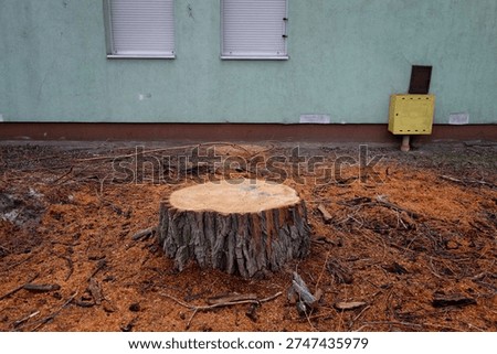 Trunk tree after beheading of large tree.