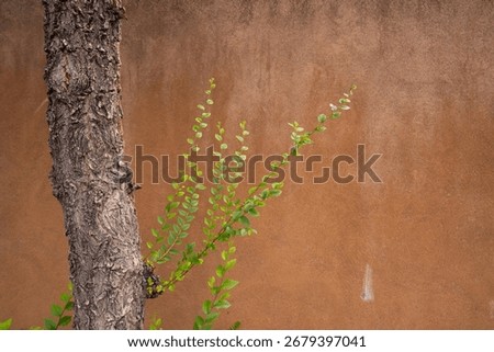 trunk of tree against rust colored exterior adobe house wall in Santa Fe new Mexico with green leaves framed space for type horizontal backdrop background wallpaper travel tourism santa fe new mexico 