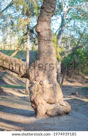 The trunk of the tree is bizarrely shaped