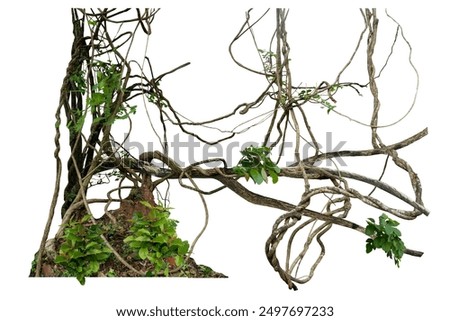 The trunk of the tree was covered with twisted vines on a large termite nest on a white background there are copy areas and intersecting paths.