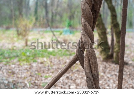 The trunk of a tree is densely entwined with a dry climbing plant. Dry vine woven into a knot.