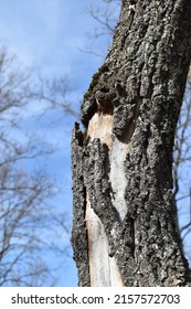 The Trunk Of A Tree With Dry Peeling Bark.