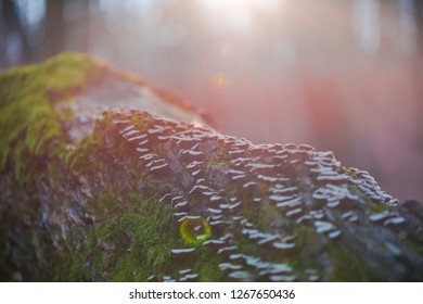Trunk of tree in the forest