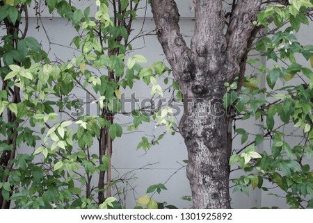 Similar – Image, Stock Photo Playing cats Climbing