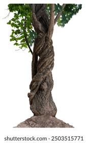 The trunk of the tree has vines growing up. The twisted vines are separated on a white background. A clipping path is included.