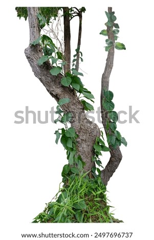 The trunk of the tree has vines growing up. The twisted vines are separated on a white background. A clipping path is included.