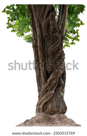 The trunk of the tree has vines growing up. The twisted vines are separated on a white background. A clipping path is included.