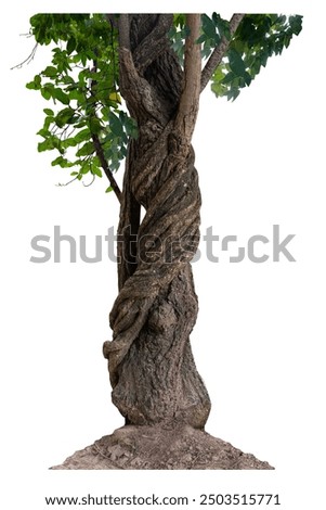 The trunk of the tree has vines growing up. The twisted vines are separated on a white background. A clipping path is included.