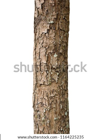 Trunk of a tree Isolated On White Background