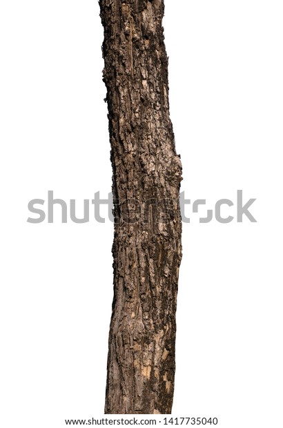 Trunk Tree Isolated On White Background Stock Photo 1417735040 ...