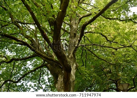 Similar – Image, Stock Photo Green Lung Colour photo