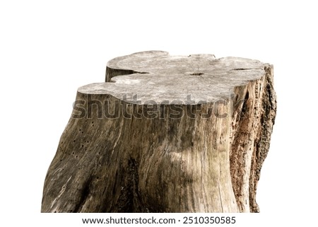 Trunk Tree Podium Made From Log Stump, Cut Garden Stool For Empty Presentation, Old Rustic Hardwood Product Mockup, Wooden Display Stand With Natural Texture, Isolated Platform And Copy Space