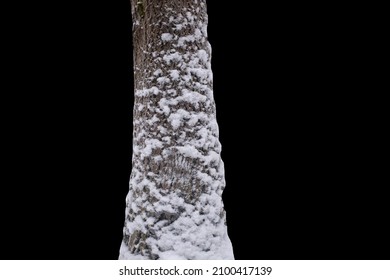 the trunk of a tree in the snow isolated on a black background. High quality photo