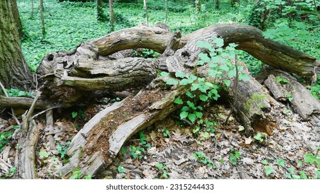 Trunk of trees or logs of wood, invaded by ivy of dead wood, lying down, uprooted, degraded after a storm, ecological problem, natural sadness, in the middle of far-sighted greenery - Shutterstock ID 2315244433