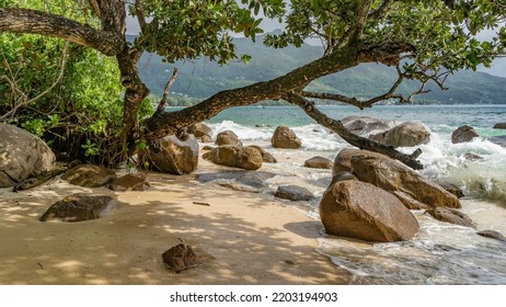 The Trunk Of A Tropical Tree Leaned Over The Beach. Boulders Are Washed By The Ocean. Shadows And Foam Of Waves On Wet Sand. A Green Hill In The Distance. Seychelles. Mahe Island