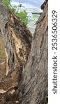 Trunk of a very old tree split in half, after heavy rain with lots of wind. Preserve nature, as weather phenomena are very turbulent.

