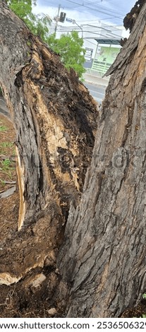 Trunk of a very old tree split in half, after heavy rain with lots of wind. Preserve nature, as weather phenomena are very turbulent.

