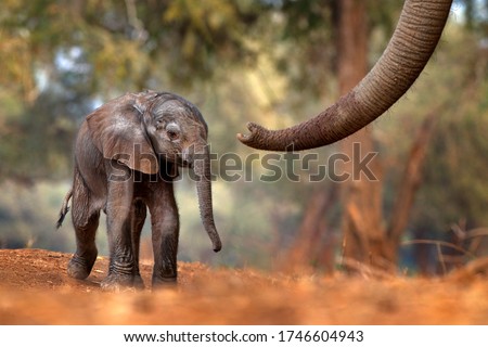 Trunk with young pup Elephant at Mana Pools NP, Zimbabwe in Africa. Big animal in the old forest, evening light, sun set. Magic wildlife scene in nature. African baby elephant in beautiful habitat.