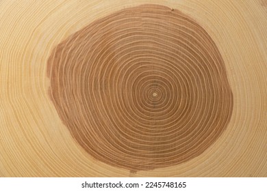A trunk-cut of an ash tree. Wood texture. Tree growth rings. Concentric circles - Shutterstock ID 2245748165
