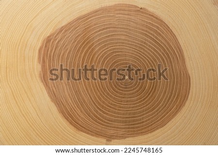 A trunk-cut of an ash tree. Wood texture. Tree growth rings. Concentric circles