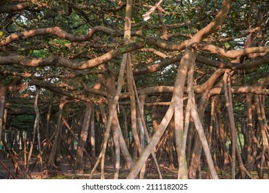 666 The Great Banyan Tree Images, Stock Photos & Vectors | Shutterstock