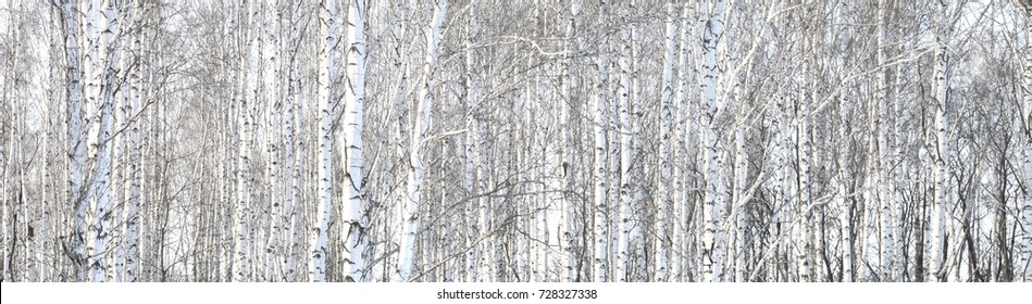 Trunks Of Birch Trees, Birch Forest In Spring, Panorama With Birches