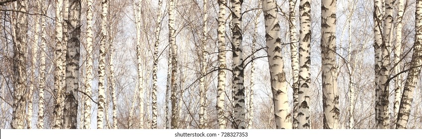 Стволы березовых деревьев, березовый лес весной, панорама с березами