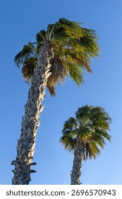 Trunks and branches of palm trees bent under the strong wind under the blue sky. Tourist vacations in Spain on Mediterranean resorts. Windy weather on the beach