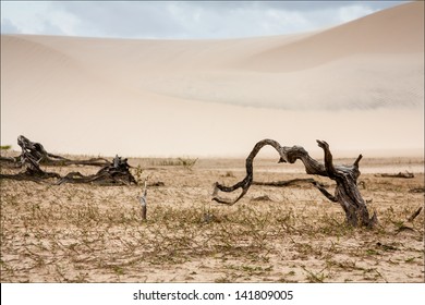 Trunks at Desert