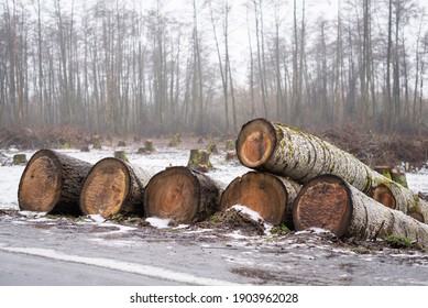 Trunks of a fallen tree on the roadside with many stumps in the background. Tree industry