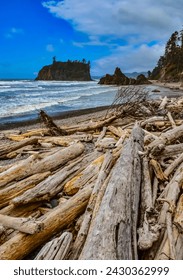 Trunks of fallen trees at low tide on the Pacific Ocean in Olympic, National Park, Washington, USA