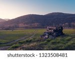 trunks in a field during sunset